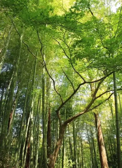 Paisagem serviços 1