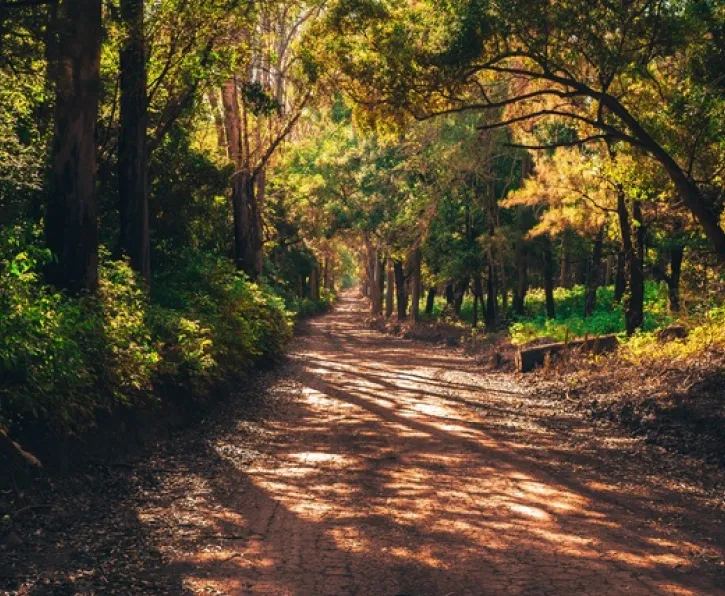 floresta